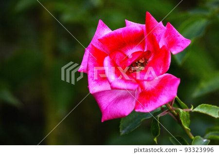 玫瑰“玫瑰人生” 玫瑰“玫瑰人生” 93323996