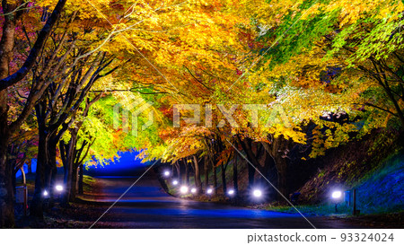 箕輪町紅葉湖的紅葉（點亮） 93324024