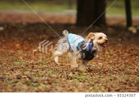 Yorkie running in a dog run 93324307