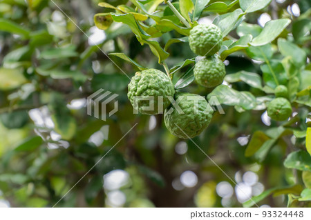 Kaffir lime , Bergamot or Citrus hystrix on tree in backyard. Kaffir lime , Bergamot or Citrus hystrix on tree in backyard. 93324448