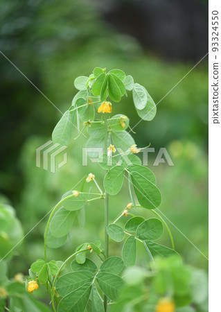 Flowers and immature fruits of Ebisu grass 93324550