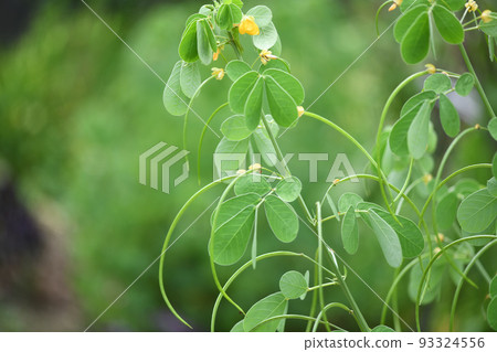 Flowers and immature fruits of Ebisu grass Flowers and immature fruits of Ebisu grass 93324556