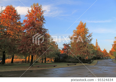 Autumn Park - Hamanako Garden Park 93324834
