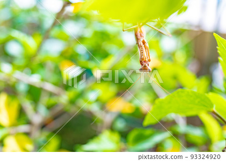 A brown praying mantis resting in a tree in the city Looking upside down A brown praying mantis resting in a tree in the city Looking upside down 93324920
