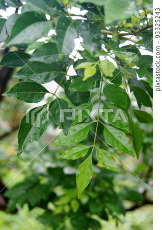 灰與雨滴 93325243