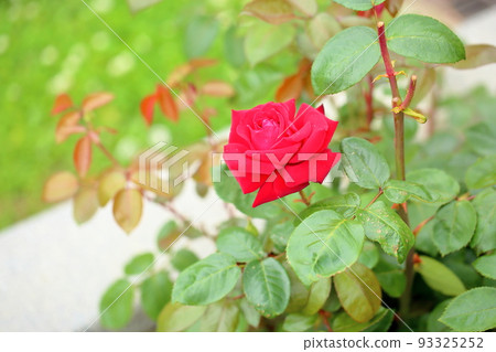 Rose flowers Ingrid Bergman 93325252