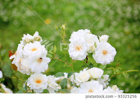 Rose flower Iceberg Rose flower Iceberg 93325256