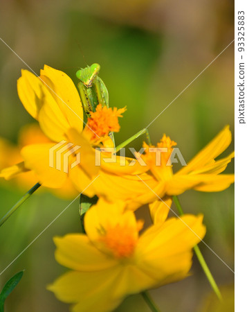 黃色波斯菊和螳螂 93325883