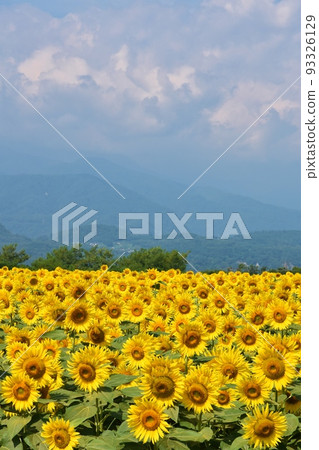 山梨縣的向日葵田 93326129