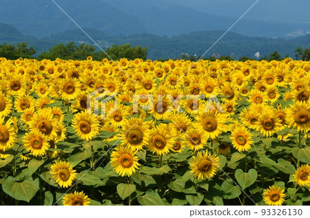 山梨縣的向日葵田 93326130
