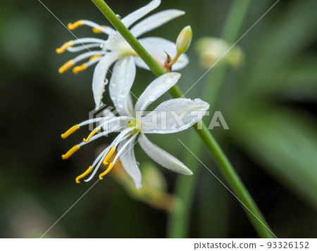 米祖蘭白花 米祖蘭白花 93326152