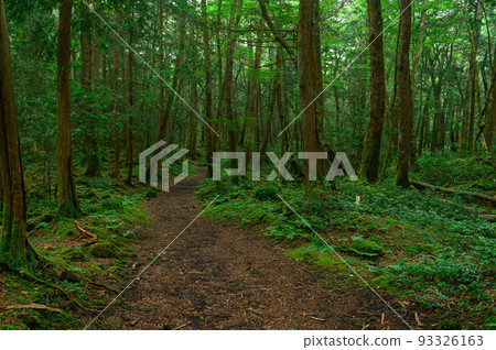 (Yamanashi Prefecture) Aokigahara Sea of Trees/Distress image (Yamanashi Prefecture) Aokigahara Sea of Trees/Distress image 93326163