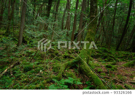 (山梨縣)青木原樹海/遇險圖像 (山梨縣)青木原樹海/遇險圖像 93326166