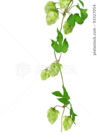 hops isolated on a white background 93327054