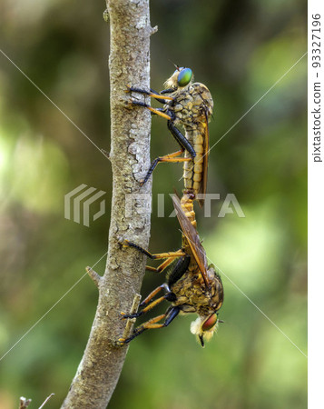 A beautiful-eyed green leaf fly perched and connected to a dead tree A beautiful-eyed green leaf fly perched and connected to a dead tree 93327196