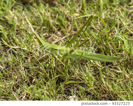 A grasshopper on the grassy ground 93327225