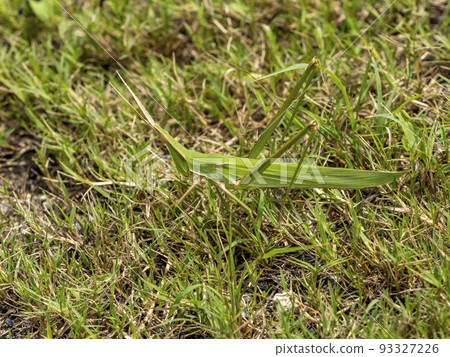 A grasshopper on the grassy ground 93327226