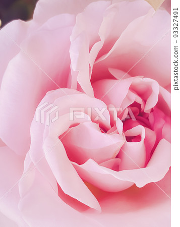 Beautiful shrub rose in summer garden, blooming flowers in Hertfordshire, England in summer, planting and gardening concept 93327491