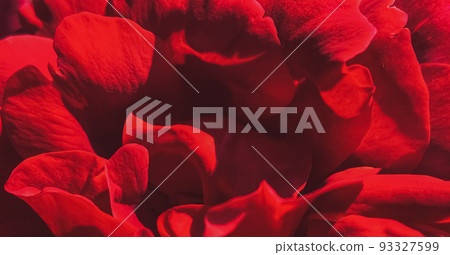 Beautiful shrub rose in summer garden, blooming flowers in Hertfordshire, England in summer, planting and gardening concept Beautiful shrub rose in summer garden, blooming flowers in Hertfordshire, England in summer, planting and gardening concept 93327599