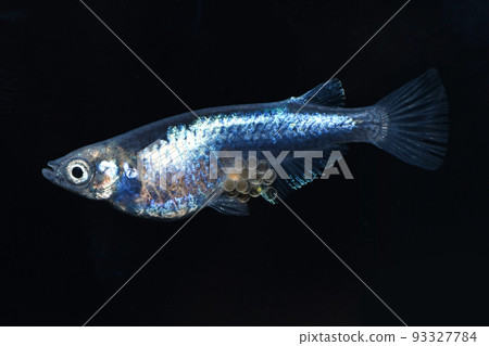 Medaka with eggs (flank light medaka) Medaka with eggs (flank light medaka) 93327784