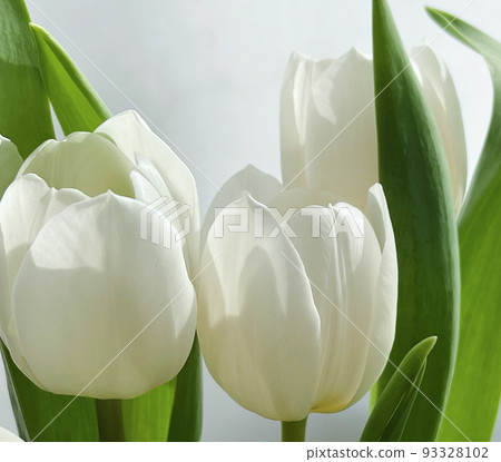 Bouquet of white tulips, beautiful flowers concept Bouquet of white tulips, beautiful flowers concept 93328102