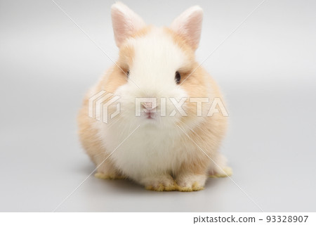 完美的圓形蓬鬆兔 完美的圓形蓬鬆兔 93328907