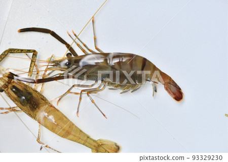 Tenagaebi（長腿蝦）棲息在清澈的溪流中 93329230