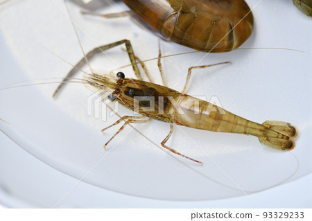 Tenagaebi（長腿蝦）棲息在清澈的溪流中 93329233