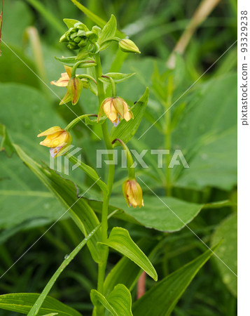 Scenery with persimmon 93329238