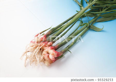 freshly picked leaf ginger freshly picked leaf ginger 93329253