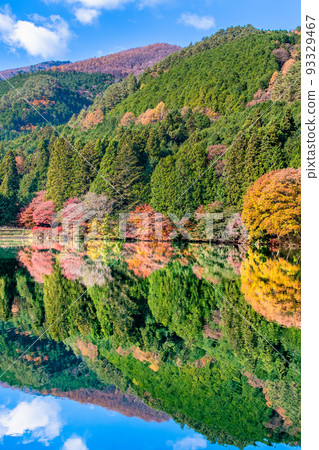山梨縣南阿爾卑斯市南稻永湖~倒映在湖面上的紅葉~ 山梨縣南阿爾卑斯市南稻永湖~倒映在湖面上的紅葉~ 93329467