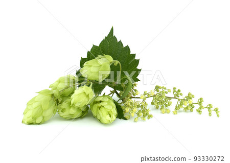 Hop cones and hop flowers over a white background 93330272