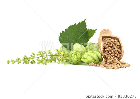 Hop cones and wheat grain over white background Hop cones and wheat grain over white background 93330275