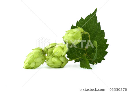 Hop cones with leaf over a white background 93330276