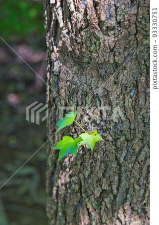Prefectural Library - Summer/Walking Course 93330751