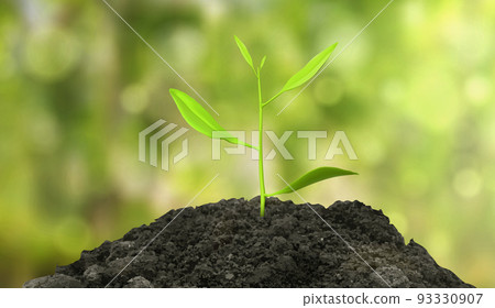 Sprout grow in soil on green nature background 93330907
