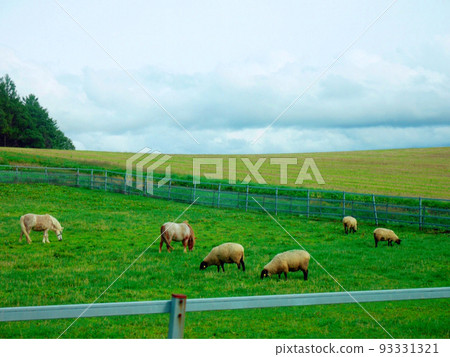 北海道牧場羊和小馬九月 北海道牧場羊和小馬九月 93331321