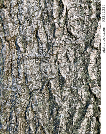 樹皮 樹皮 93331333