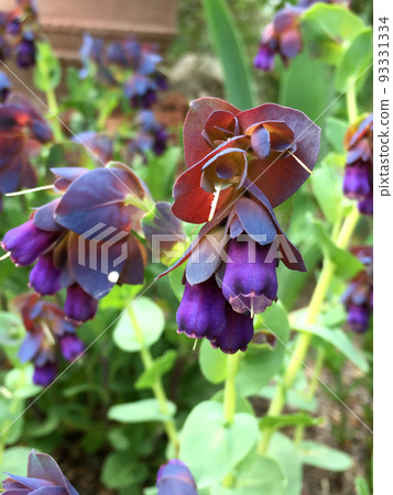 紫花 紫花 93331334