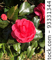山茶花二月 93331344