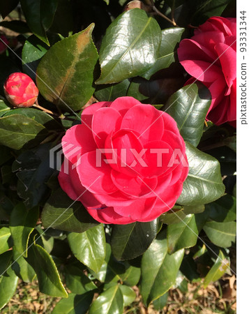 山茶花二月 山茶花二月 93331344