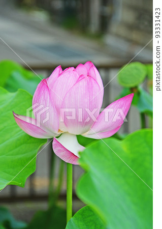 一朵在陽光下發出淡粉色的大蓮花 93331423