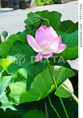 一朵在陽光下發出淡粉色的大蓮花 93331440