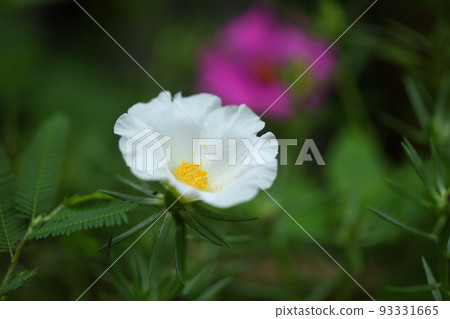 Pure white Matsubabotan (Matsuba Peony) flower Pure white Matsubabotan (Matsuba Peony) flower 93331665