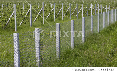 Young apple seedlings in an orchard 93331738