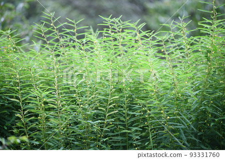 Clusters of medicinal herbs, Kawaraketsumei (Kazuaki Kawahara) 93331760