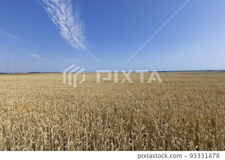 ripe wheat harvest in summer 93331878