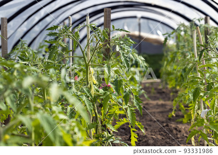 Growing tomatoes in a homemade simple greenhouse 93331986