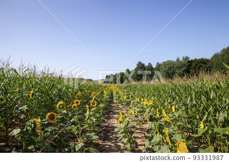 an agricultural field where unripe green corn grows 93331987