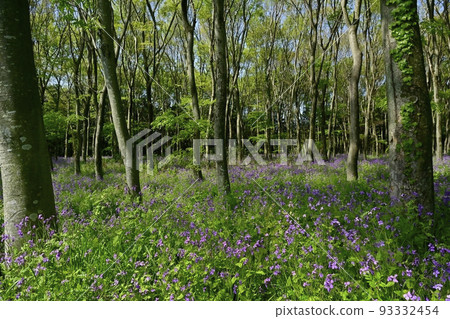 叢叢叢生的紫菜花 93332454